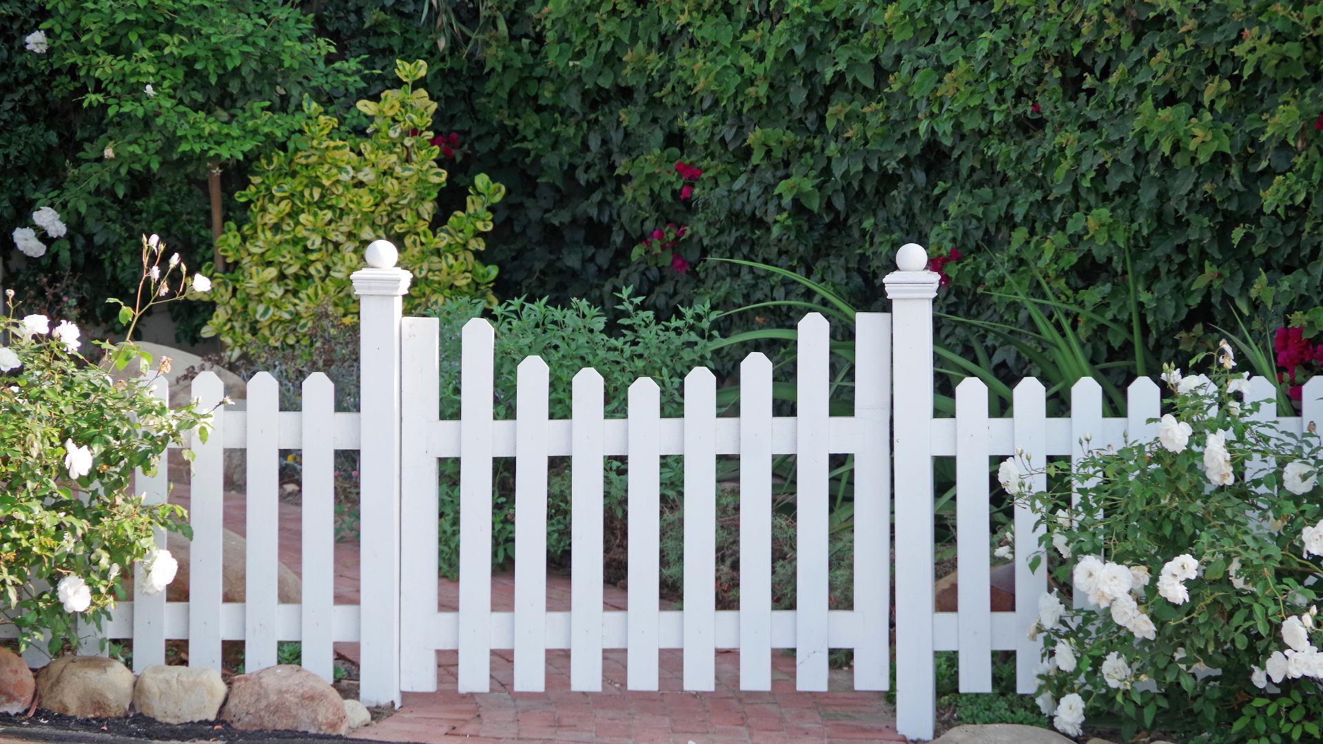 White picket fence surrounded by lush green garden and white roses